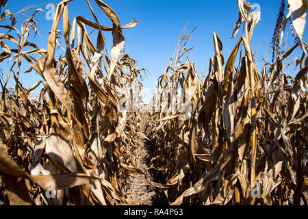 Reifen Mais im Feld. Bereich der Mais. Ernte im Herbst. Stockfoto