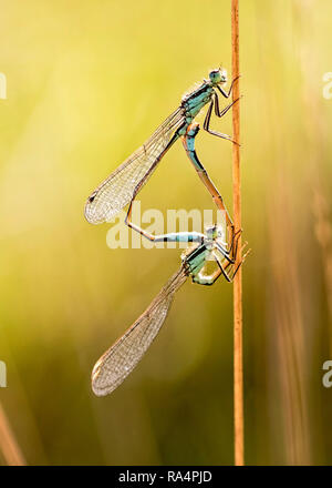 3 bild Stapel paar Paarung gemeinsame Blau Damselflies (Enallagma cyathigerum) an Dunyeats Hill Nature Reserve in Dorset Stockfoto