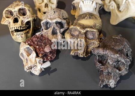 Dania - Region Seeland - Kopenhaga - Muzeum Historii Naturalnej - Muzeum Zoologiczne, eksponat - Modele czaszek prehistorycznych gatunkow czlowieka homo Dänemark - Seeland - Kopenhagen - Natura Stockfoto