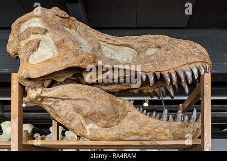 Dania - Region Seeland - Kopenhaga - Muzeum Historii Naturalnej - Muzeum Zoologiczne, eksponat-Modell czaszki prehistorycznego gatunku Tyranozaur dinozaura - Dänemark - Seeland - Kopenhagen - Stockfoto