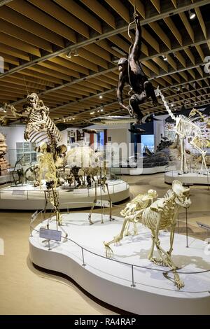 Dania - Region Seeland - Kopenhaga - Muzeum Historii Naturalnej - Muzeum Zoologiczne-sala wystawowa poswiecona eksponatom ewolucji skamienialosci szkielety zwierzat - ich Dänemark - Seeland region-Co Stockfoto