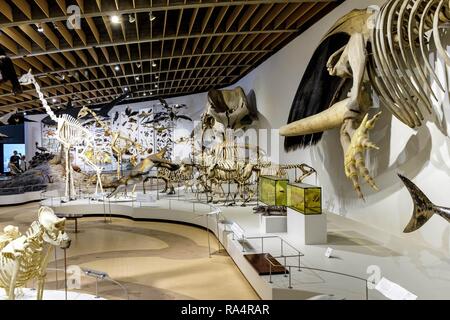 Dania - Region Seeland - Kopenhaga - Muzeum Historii Naturalnej - Muzeum Zoologiczne-sala wystawowa poswiecona eksponatom ewolucji skamienialosci szkielety zwierzat - ich Dänemark - Seeland region-Co Stockfoto