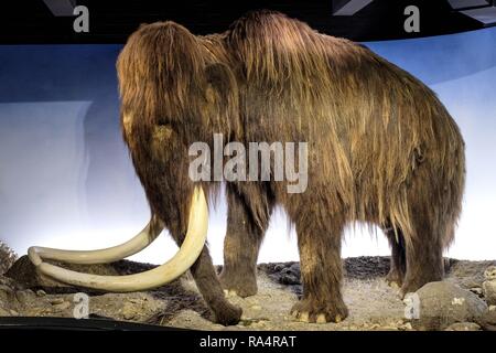 Dania - Region Seeland - Kopenhaga - Muzeum Historii Naturalnej - Muzeum Zoologiczne, eksponat-Modell Mamuta Dänemark - Seeland - Kopenhagen - Natural History Museum - Zoologisches Museum -- Stockfoto