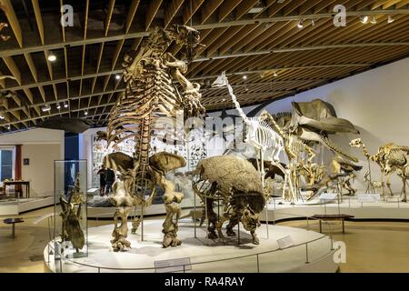 Dania - Region Seeland - Kopenhaga - Muzeum Historii Naturalnej - Muzeum Zoologiczne-sala wystawowa poswiecona eksponatom ewolucji skamienialosci szkielety zwierzat - ich Dänemark - Seeland region-Co Stockfoto