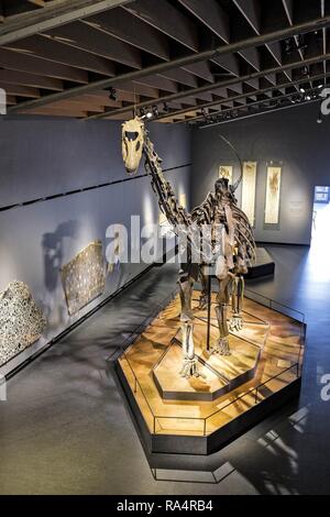 Dania - Region Seeland - Kopenhaga - Muzeum Historii Naturalnej - Muzeum Zoologiczne - Sala wystawowa poswiecona eksponatom paleontologii - oryginalny szkielet Diplodoka nazwany Misty Dänemark - Seeland region Stockfoto