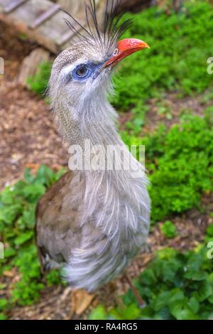 Kariama czerwononoga znana takze jako Seriama w ogrodzie zoologicznym Single Red-legged Seriama auch als Crested Cariama in einem Zoologischen Garten bekannt Stockfoto