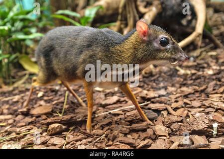 Kanczyl jawajski w Terrarium w ogrodzie zoologicznym Single Java Maus - Rotwild in einem Zoologischen Garten Terrarium Stockfoto