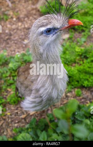 Kariama czerwononoga znana takze jako Seriama w ogrodzie zoologicznym Single Red-legged Seriama auch als Crested Cariama in einem Zoologischen Garten bekannt Stockfoto