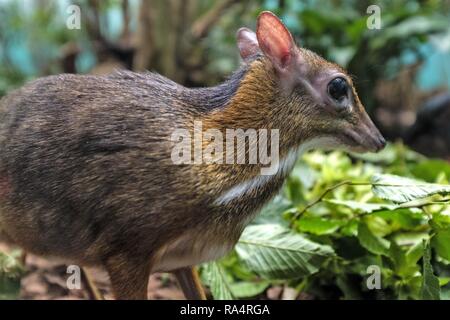 Kanczyl jawajski w Terrarium w ogrodzie zoologicznym Single Java Maus - Rotwild in einem Zoologischen Garten Terrarium Stockfoto