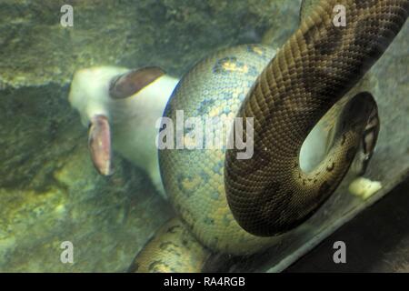 Anakonda zielona znana Tez jako Anakonda olbrzymia polujaca w Terrarium w ogrodzie zoologicznym einzigen Grünen anaconda Schlange auch als gemeinsame Anaconda oder Wasser boa Jagd in zoologischen Garten terr bekannt Stockfoto