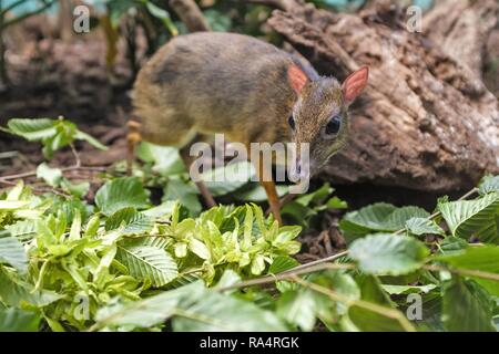 Kanczyl jawajski w Terrarium w ogrodzie zoologicznym Single Java Maus - Rotwild in einem Zoologischen Garten Terrarium Stockfoto