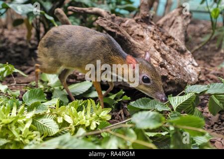 Kanczyl jawajski w Terrarium w ogrodzie zoologicznym Single Java Maus - Rotwild in einem Zoologischen Garten Terrarium Stockfoto