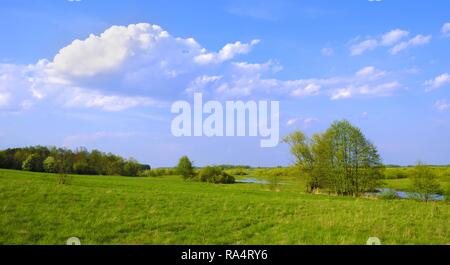 Panoramablick von Feuchtgebieten mit frühen Frühjahr grünes Gras und Holz in Biebrza River Wildlife Refuge im Nordosten Polens. Stockfoto