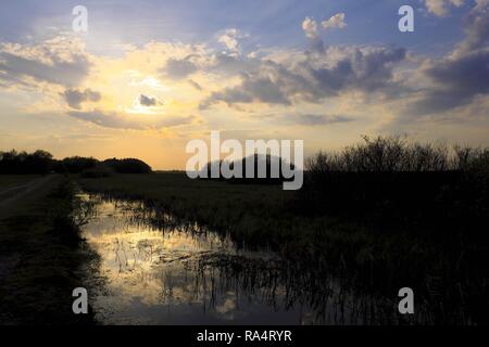 Panoramablick auf sundet über Feuchtgebiete mit frühen Frühjahr grünes Gras und Holz in Biebrza River Wildlife Refuge im Nordosten Polens. Stockfoto