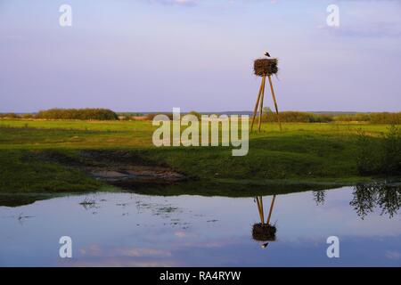 Panoramablick von Feuchtgebieten mit frühen Frühjahr grünes Gras, Holz und Verschachtelung Weißstorch in Biebrza River Wildlife Refuge in nord-östlichen Polen. Stockfoto