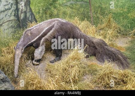 Dania - Region Seeland - Kopenhaga - Muzeum Historii Naturalnej - Muzeum eksponat Zoologiczne, Modell - Mrowkojad wielki Dänemark - Seeland - Kopenhagen - Natural History Museum - Zoologische Mus Stockfoto