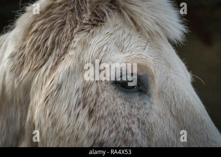 Nahaufnahme Seite Blick auf das Auge einer dappled graues Pferd für die Zukunft Stockfoto