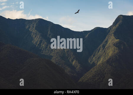 Hochfliegende raptor über schroffe Berggipfel aus die Yungas Straße, oder Tod Road, Bolivien, Südamerika Stockfoto