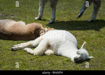 Unvorsichtige braune und weiße Lamas ruht auf Rasen und Schlafen in sonniger Tag. Von den hohen Winkel gesehen Stockfoto