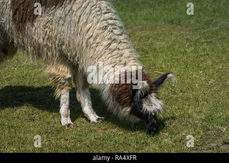 Peruanische Weiß Lama mit braunen Flecken Beweidung auf die grüne Wiese, in der Nähe gesehen - bis Stockfoto