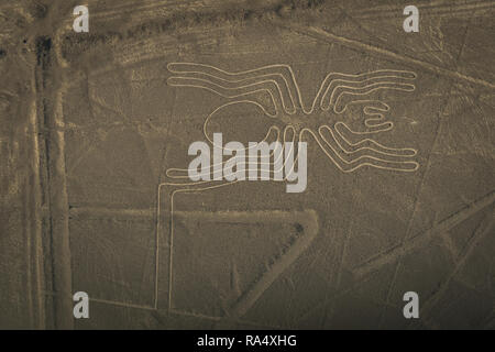 Nazca-linien Bild Der große Spinne aus Gräben auf dem Boden, gesehen von oben in Full Frame. Peru Stockfoto