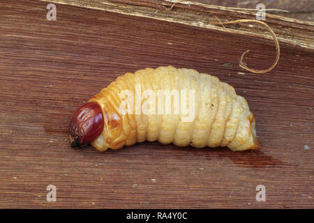 Larve des Red Palm Rüsselkäfer, rhynchophorus Art Stockfoto