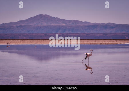 Rosa Flamingo zu Fuß durch seichtes Wasser in die Atacama-wüste, Chile, mit Bergkulisse und Reflexionen. Stockfoto