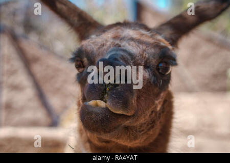 Funny Face von Braun llama mit vorderen Zähne beißen eigene Lippe, gesehen von der Vorderseite in Nahaufnahme Stockfoto