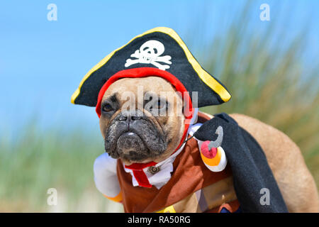 Lustige fawn Französische Bulldogge hund Mädchen gekleidet in Piraten Kostüm mit Hut und Haken Stockfoto