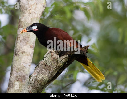 Montezuma Oropendola (Psarocolius Montezuma) Stockfoto