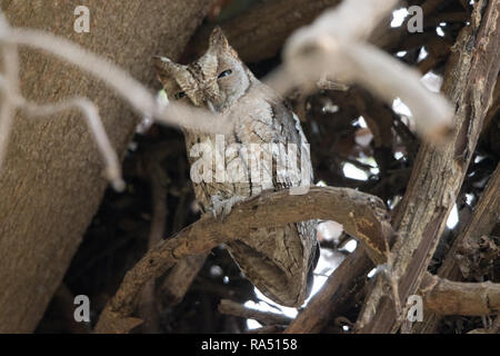 African Scops Owl (Otus senegalensis) Stockfoto