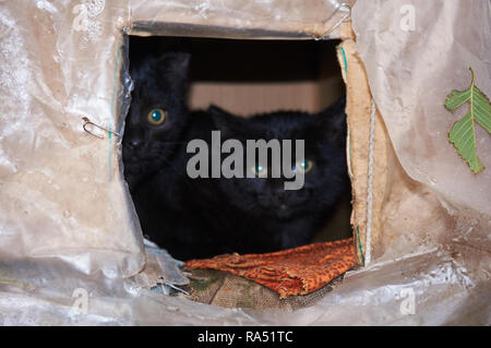 Schwarzer Straße Katzen in einem behelfsmäßigen Haus verstecken. Stockfoto