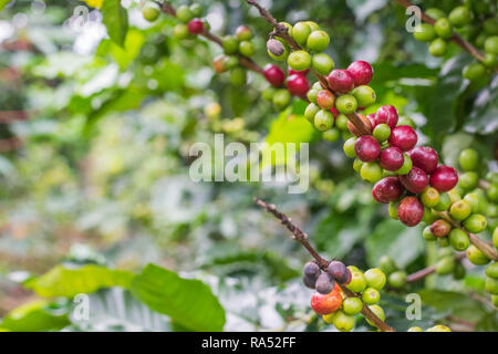 Isolierte, in der Nähe von Rot und Grün/Beeren, auf einem Zweig, mit einem Bokeh Hintergrund, in Costa Rica Stockfoto