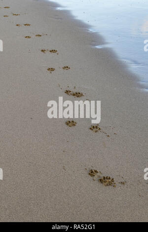 Hund Pfotenabdrücke im sand Stockfoto