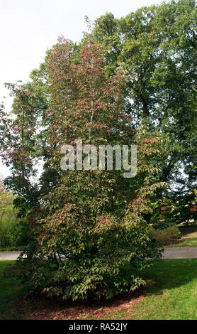 WEST SUSSEX; WAKEHURST CHINESISCHER HARTRIEGEL, CORNUS KOUSA VAR. CHINENSIS Stockfoto