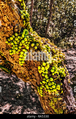 Vielseitiger Blick auf Thailand Stockfoto