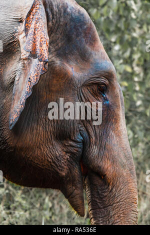 Vielseitiger Blick auf Thailand Stockfoto