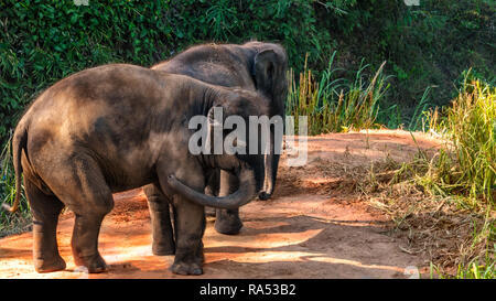 Vielseitiger Blick auf Thailand Stockfoto