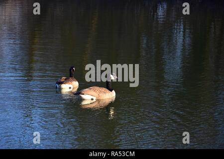 Zwei Kanadagänse schwimmen in einem See in der nachmittäglichen Sonne. Kahlen Bäumen im Wasser widerspiegelt. Stockfoto