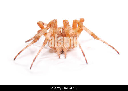 Weibliche Spinne Kreuzritter (Araneus Diadematus) isoliert auf weiss. Close-up Stockfoto