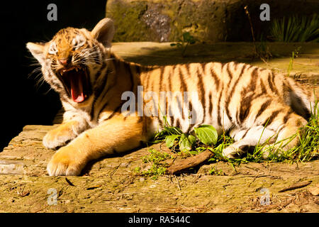 Sibirische/Amur Tiger Cub (Panthera tigris Altaica) Liegend Gähnen Stockfoto