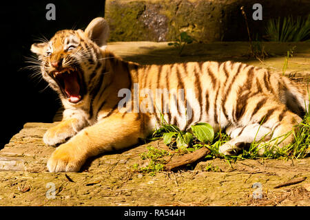 Sibirische/Amur Tiger Cub (Panthera tigris Altaica) Liegend Gähnen Stockfoto
