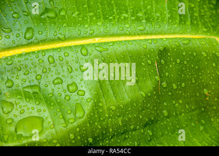 Nahaufnahme von Wassertropfen auf einem grünen Blatt als natürlichen Hintergrund Stockfoto