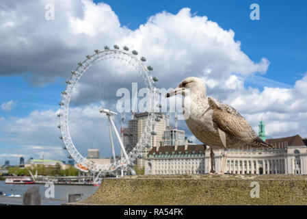 Möwe auf der Themse in London. Stockfoto