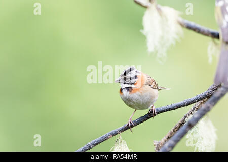 Rufous-collared Spatz, Costa Rica Stockfoto