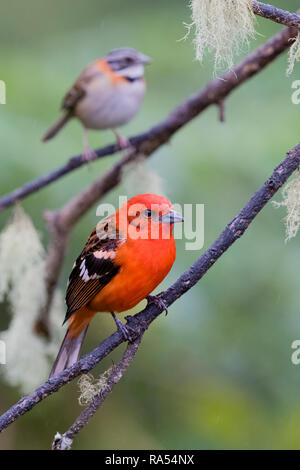 Flamme farbige Tanager und Rufous-collared Spatz, Costa Rica Stockfoto