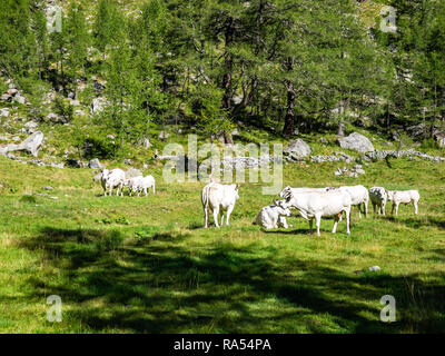 Alpenkühe im Naturpark von Alta Valle Antrona, Piemont, Italien Stockfoto