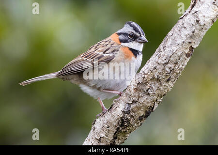 Rufous-collared Spatz, Costa Rica Stockfoto