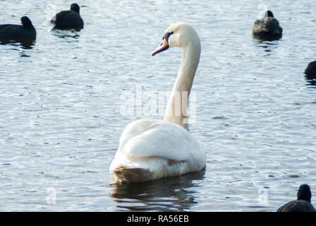 Höckerschwan und Blick zurück, begleitet von Eurasischen Blässhühner, Schwimmen in den eisigen Gewässern der Gaasperplas See im Winter. Amsterdam Southea Stockfoto