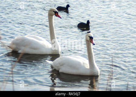 Zwei Höckerschwäne, begleitet von Eurasischen Blässhühner, Schwimmen in den eisigen Gewässern der Gaasperplas See im Winter. Südöstlich von Amsterdam, Niederlande, Euro Stockfoto